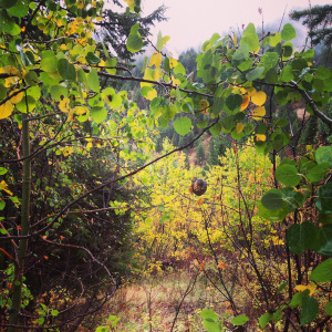 While it rained, I decided to try and find the nest of the hornets that attacked me on Labor day. Here is what I found. It was right over my head and I did not even know it at the time. 