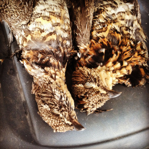 A fine brace of Ruffies. 