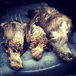 The fruits of a rainy hunt: One soggy blue grouse and two ruffies. 