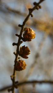 larch cones by Ann E. Michael