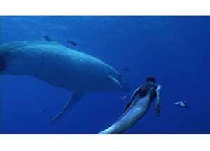 MermaidWhale