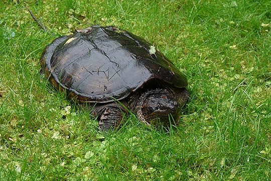 A Giant Snapping Turtle!