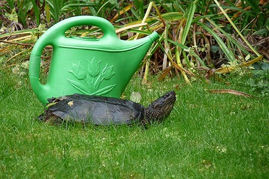 Turtle next to watering jug