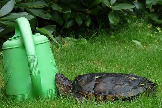 Turtle investigating jug