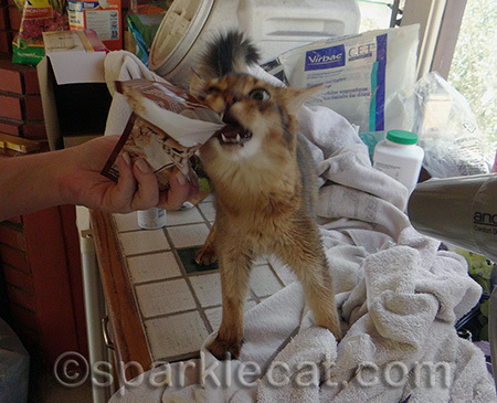 I earned those treats fair and square!