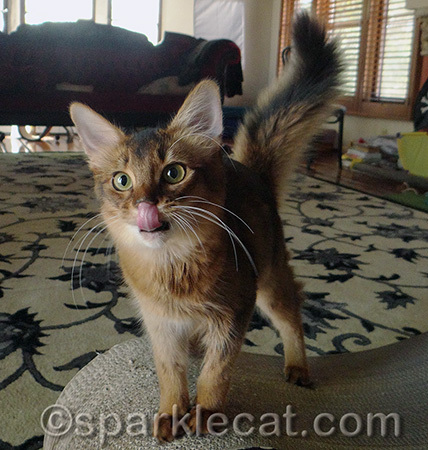 It's a talent all we kitties have!