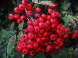 Luscious Berries
