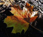 Turning Leaf