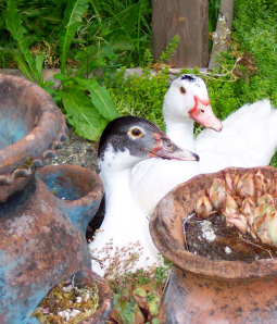 Lucy and Snow, watching the air.