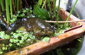 Legs as His Frogness. Ta-Dah!!!