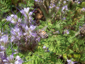 Happy bee on phacelia.