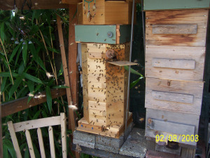 The Rose Hive: A cast of (tens of) Thousands!