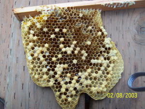 A comb from Shanti Hive. The little dots that look like raised pencil erasers are drone brood, unhatched.