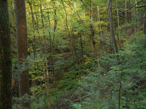 the green of autumn