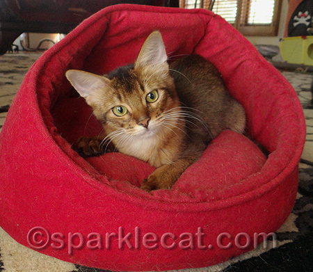 Is reporting from a cat bed unprofessional?