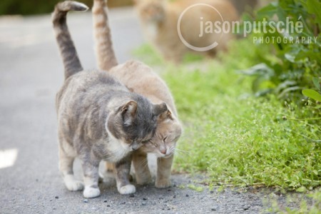 head_bump_cats