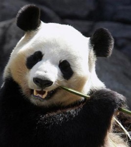 panda