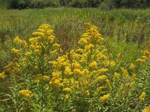 Goldenrod big- 1024px-Field-of-goldenrod-flowers