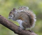 Eastern Grey Squirrel, photo by BirdPhotos.com, courtesy of Wikimedia Commons