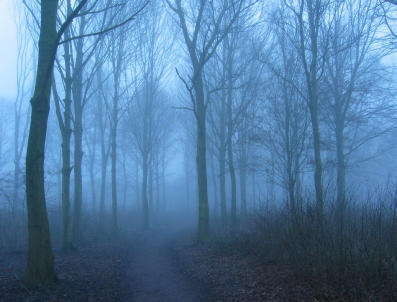 ghostly woods