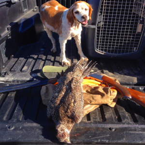 Sunny Girl and the grouse she retrieved. I don't think this old gal with be with us much longer, but she sure had a nice point on this hunt. 
