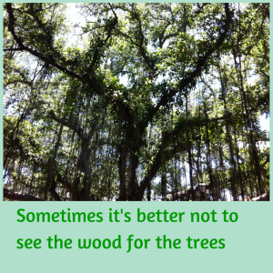 Sometimeeswe can't see the wood for the-2