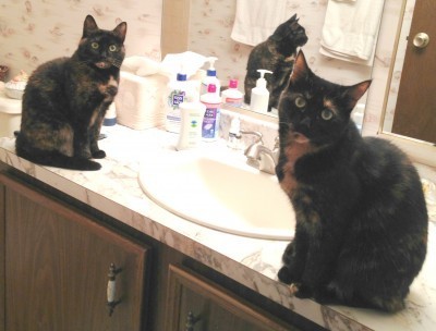 cats_and_cosmetics