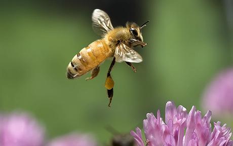 640266 / Insect - Honney Bee