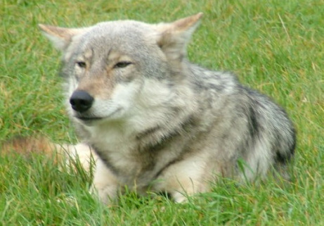 No I'm NOT a vegan... but tail docking????