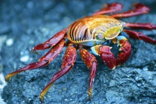 Sally Lightfoot Crab on Bachas Beach, Santa Cruz Island, Galapagos Islands