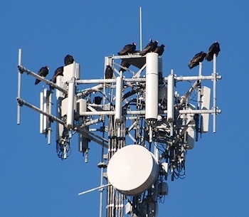 turkey-vultures-tower10-04-14-024