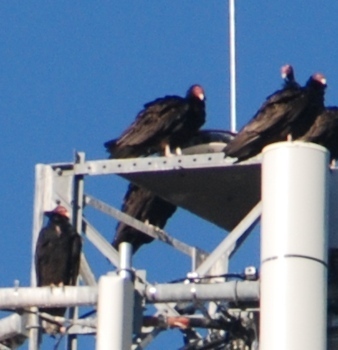 close-up-turkey-vultures024