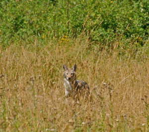 Coyotes get a bad reputation for eating the occasional kitty, but mostly they catch mice and other pests