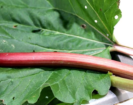 Rhubarb Stalks