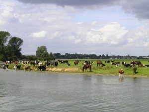 port-meadow