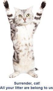Cat hands up 2