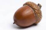 acorn