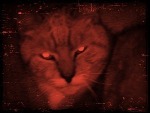 my_cat_looking_scary_by_xxpurpledonutz54xx-d63uug1