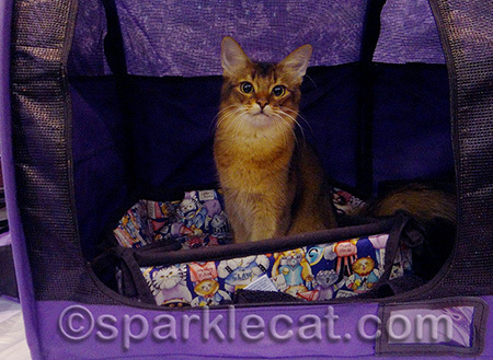 I like doing cat shows!