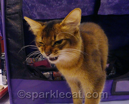 It's my Elvis look!
