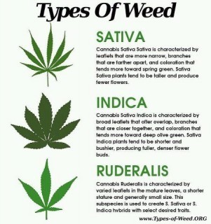 3-types-cannabis2