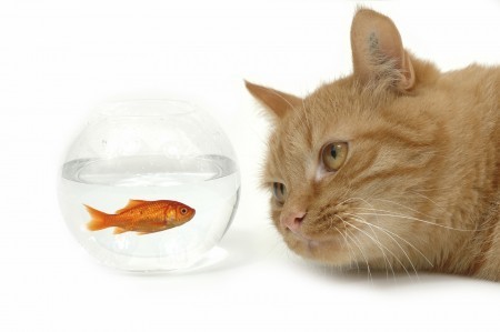 mercury_in_cat_food