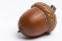 acorn