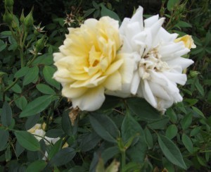 Jefferson rose