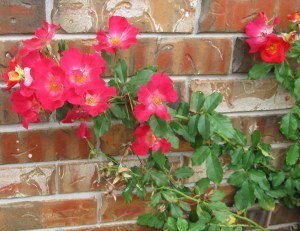 front rose