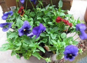 pansies