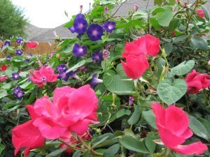 roses morning glories