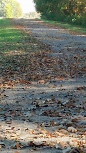 Fall -Trees/leaves