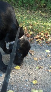 Dog 4 months old -sniffing leaves