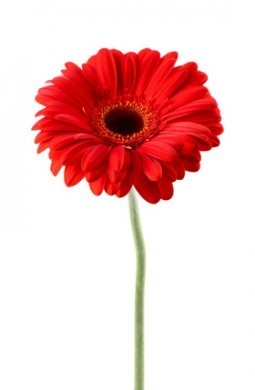 Gerbera in closeup